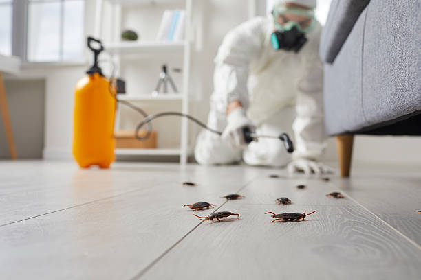Affordable Termite Control solutions in West Canton, NC